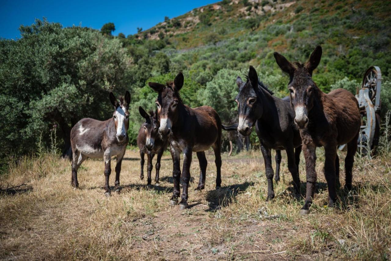 Agricampeggio Gole di Tiberio Hotel Castelbuono  Esterno foto